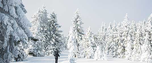 Image for Play Safe this Winter story